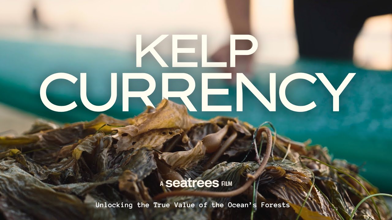 Kelp Currency: Unlocking the True Value of the Ocean’s Forests