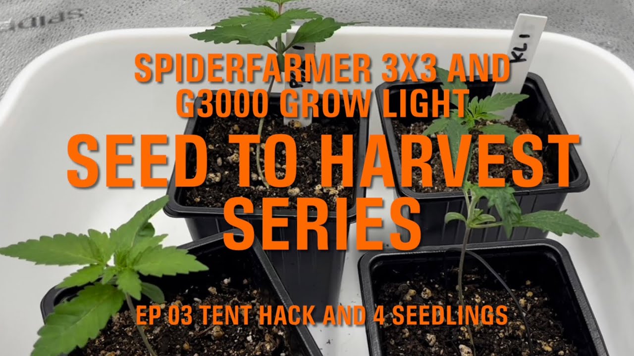 Spider Farmer 3x3 and G3000 grow light , seed to harvest series Ep 03 Tent Hack and 4 Seedlings
