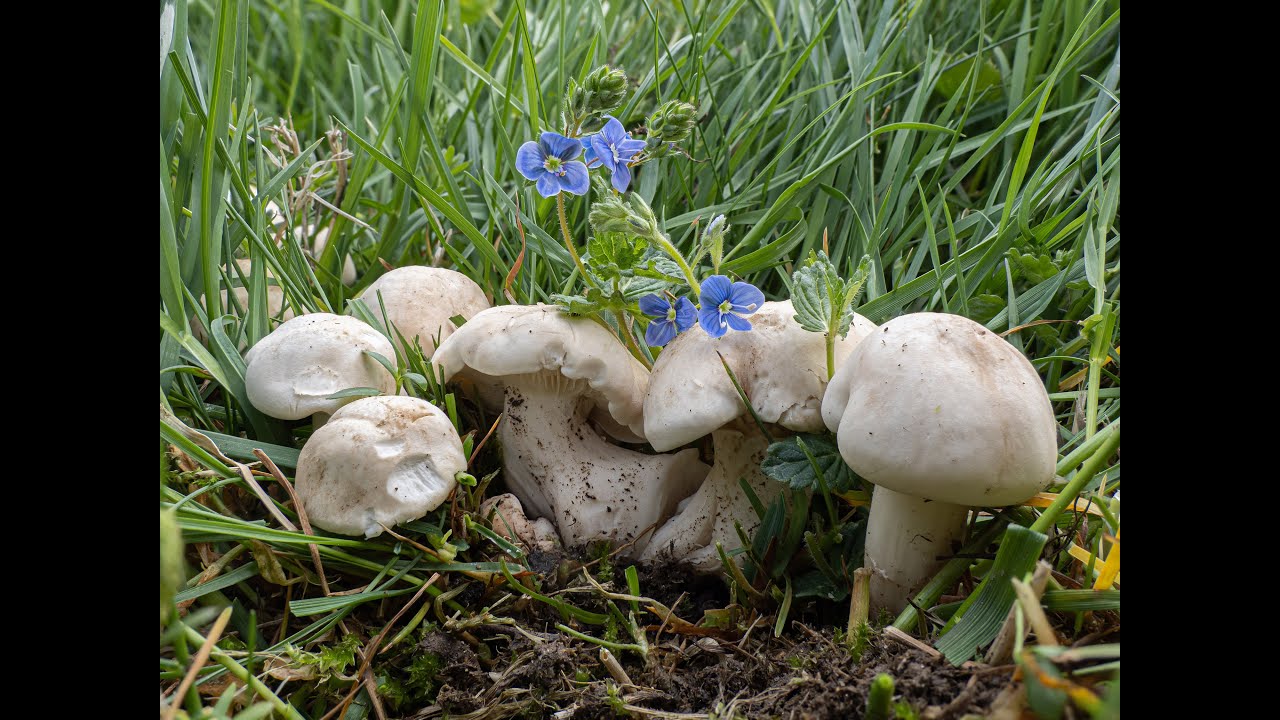 Calocybe gambosa. St. George's Mushroom. V&aring;rmusseron. Рядовка майская.