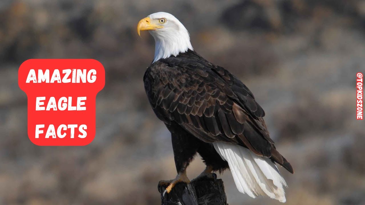 Amazing Eagle Facts For Kids | Fun & Educational Wildlife Video #EducationalVideo #TopKidsZone