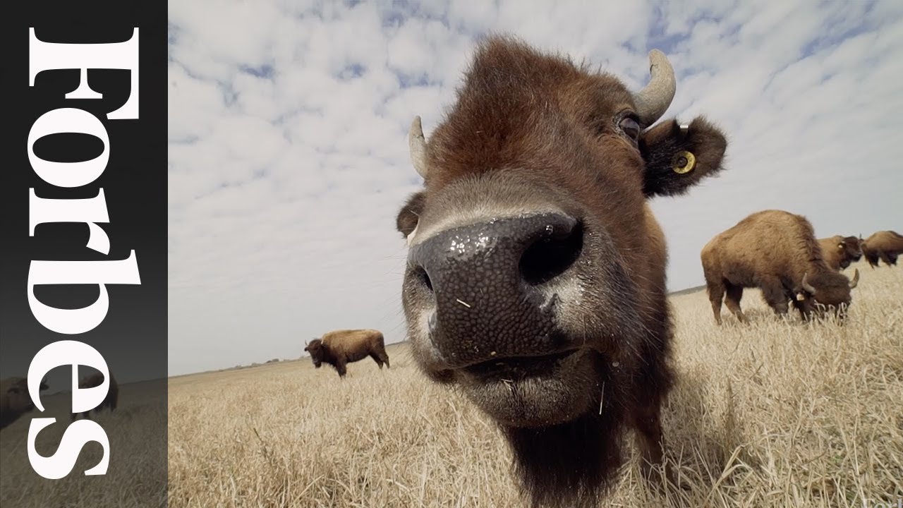 EPIC's Roam Ranch: Reintroducing Bison To Regenerate Austin's Agriculture | Forbes
