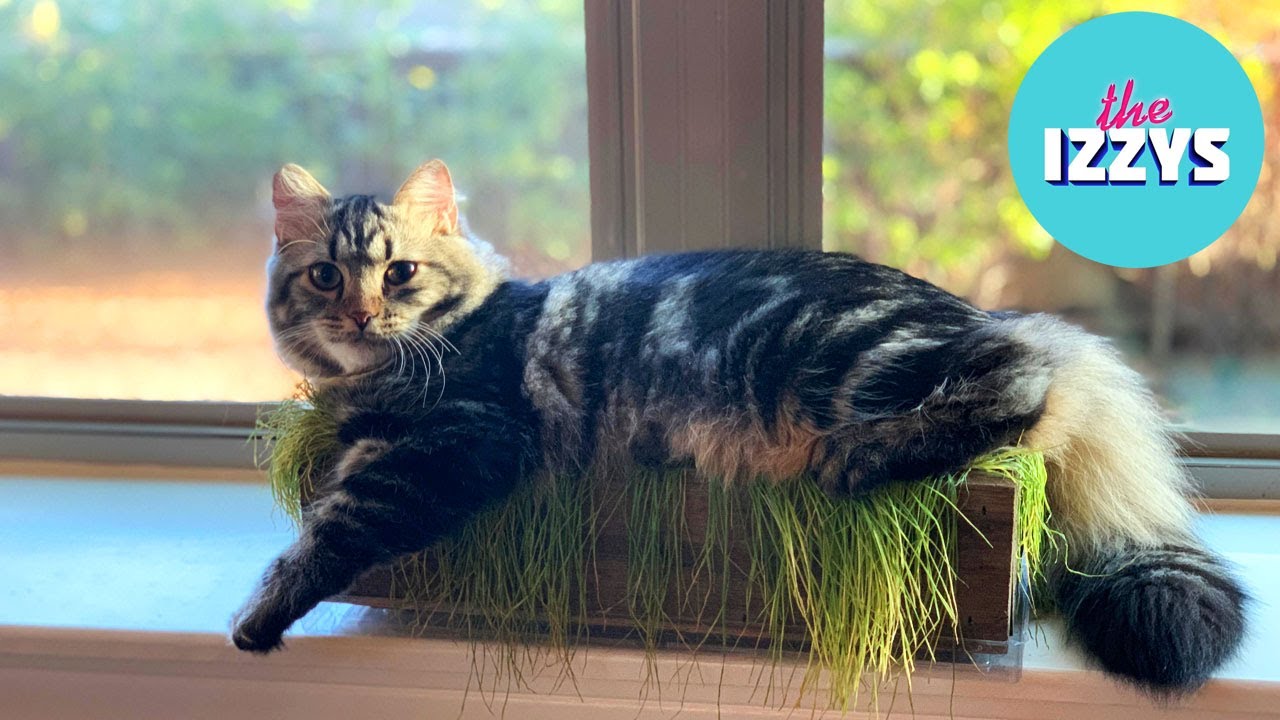 Our cat grass isn't working like we expected