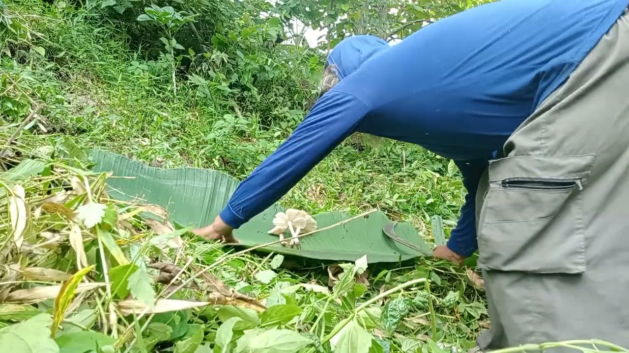 MBAH JENGGOT TELAH PANEN JAMUR 