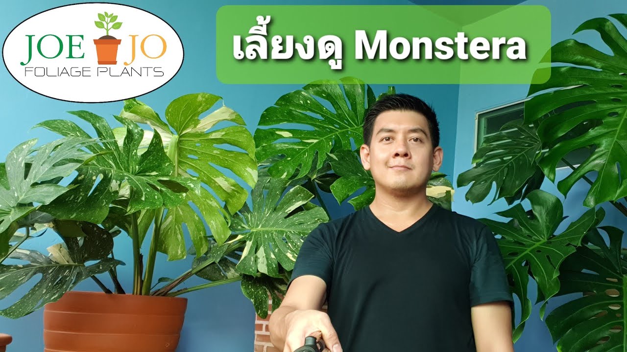 EP.15_การดูแล Monstera deliciosa (มอนสเตอร่า), Guttation, Do & Don't