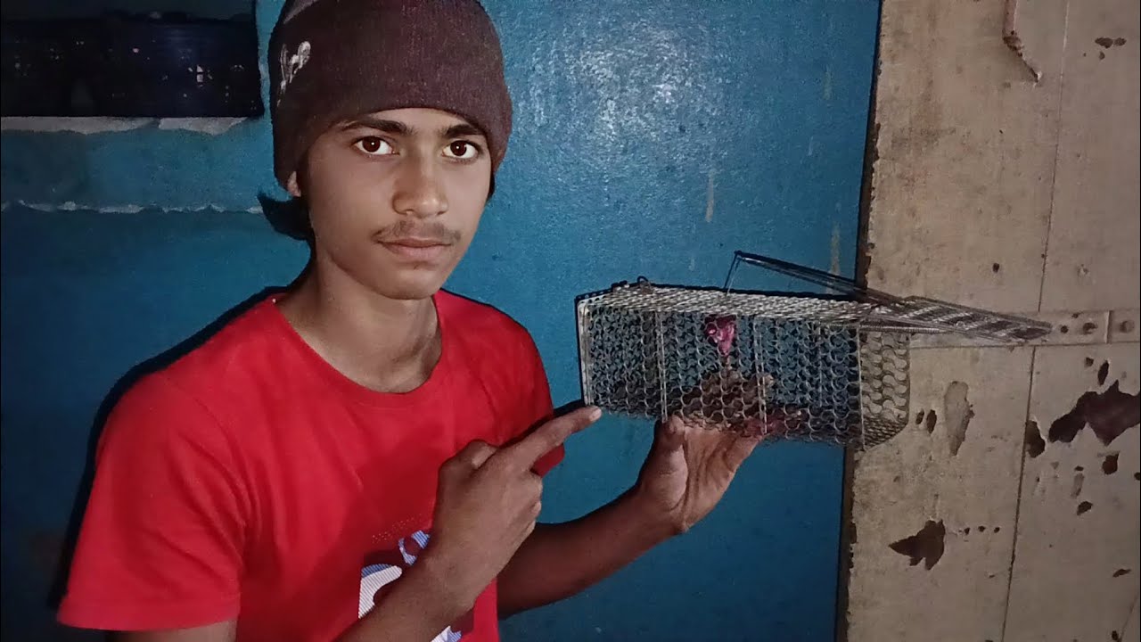 चूहा पिंजरे में नहीं आया 😒