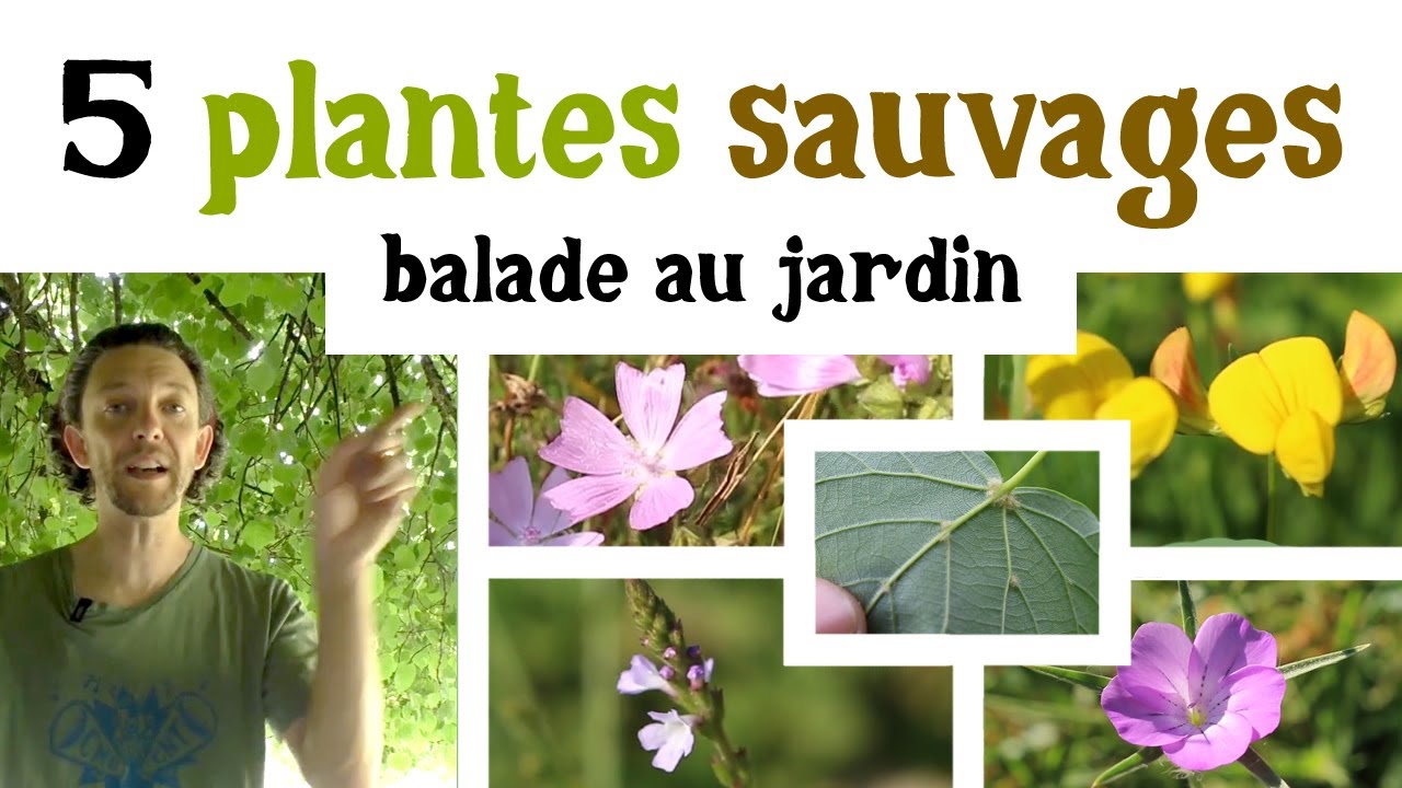 5 plantes sauvages au jardin (juillet et juin)