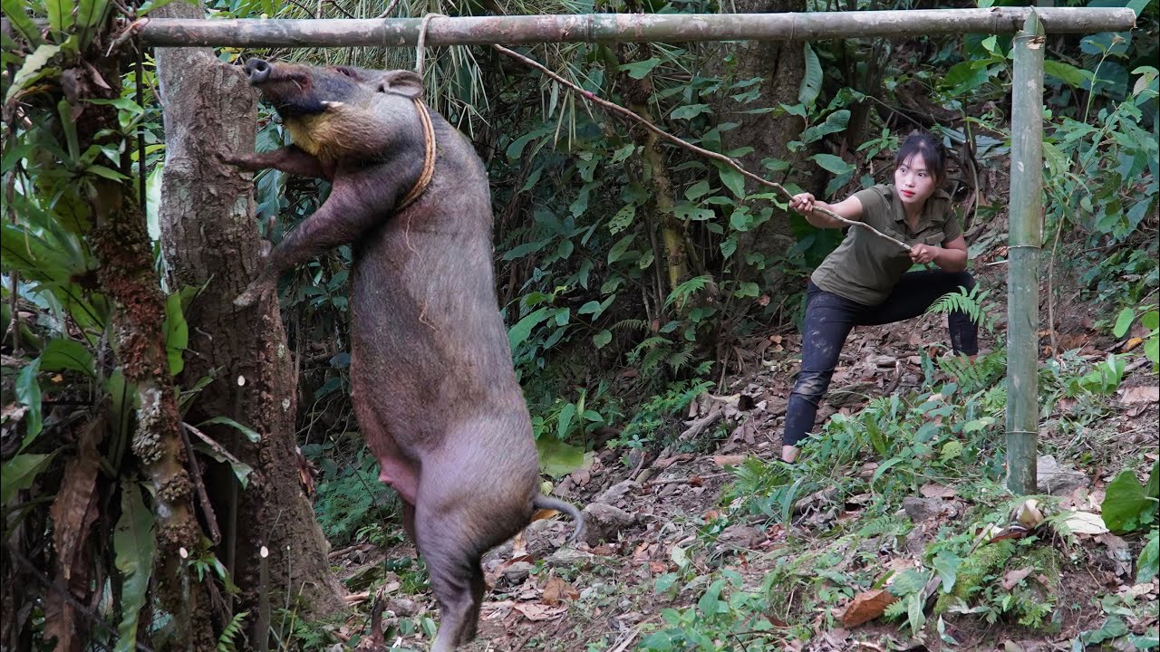 wild boar trapping skills, catching wild boars, surviving in the wilderness,linh tân Building
