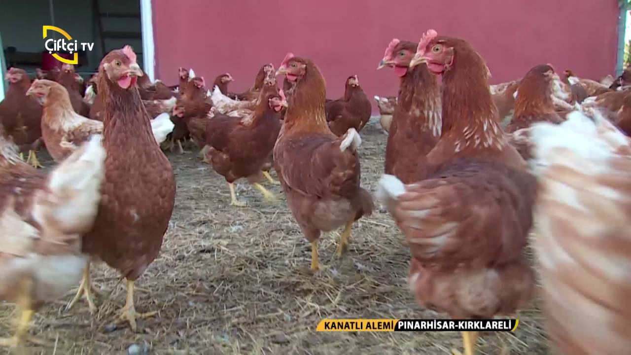 Kanatlı Alemi - Lohman Brown Tavuk Yetiştiriciliği