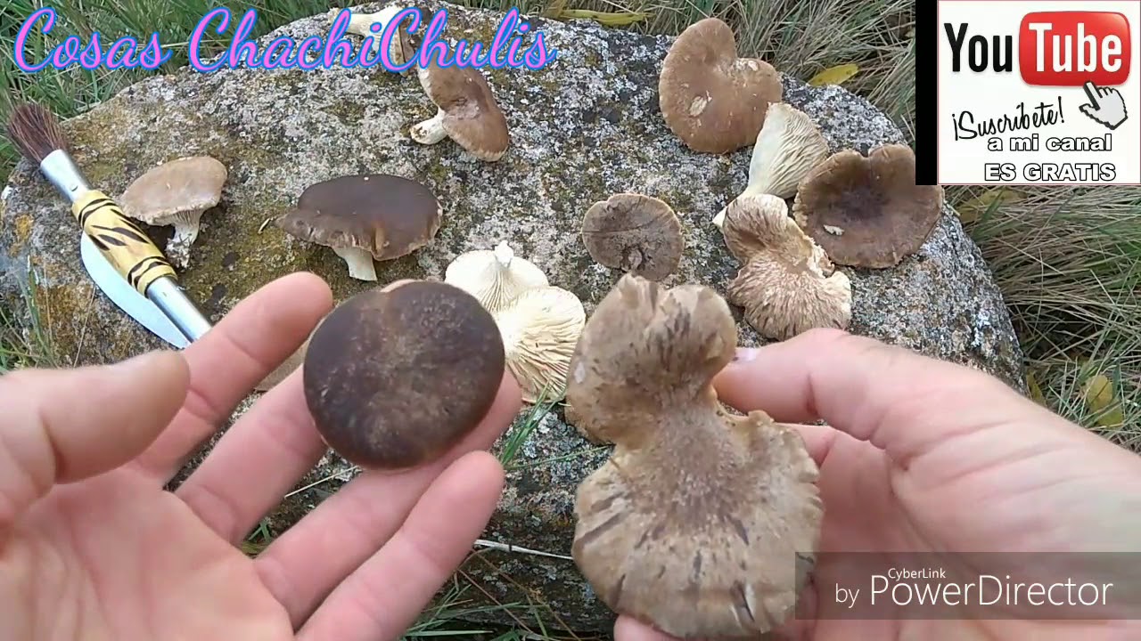 Curiosidades de las Setas de Cardo. Características, Forma, color, tamaño...#elfontaneroencasa