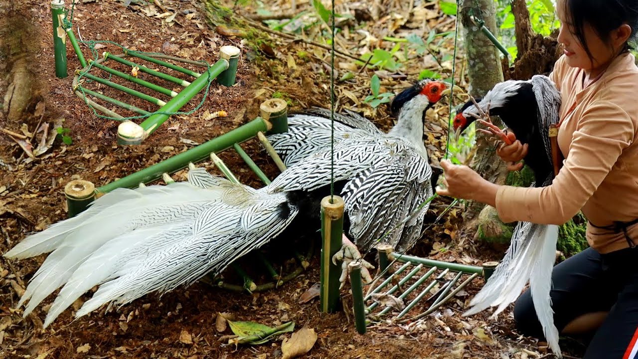 สาวดอย ใช้ง่าไม้ใผ่ทำกับดักได้ไก่ฟ้าหลังเทาตัวใหญ่มาก Hunting bird trap using bamboo branches