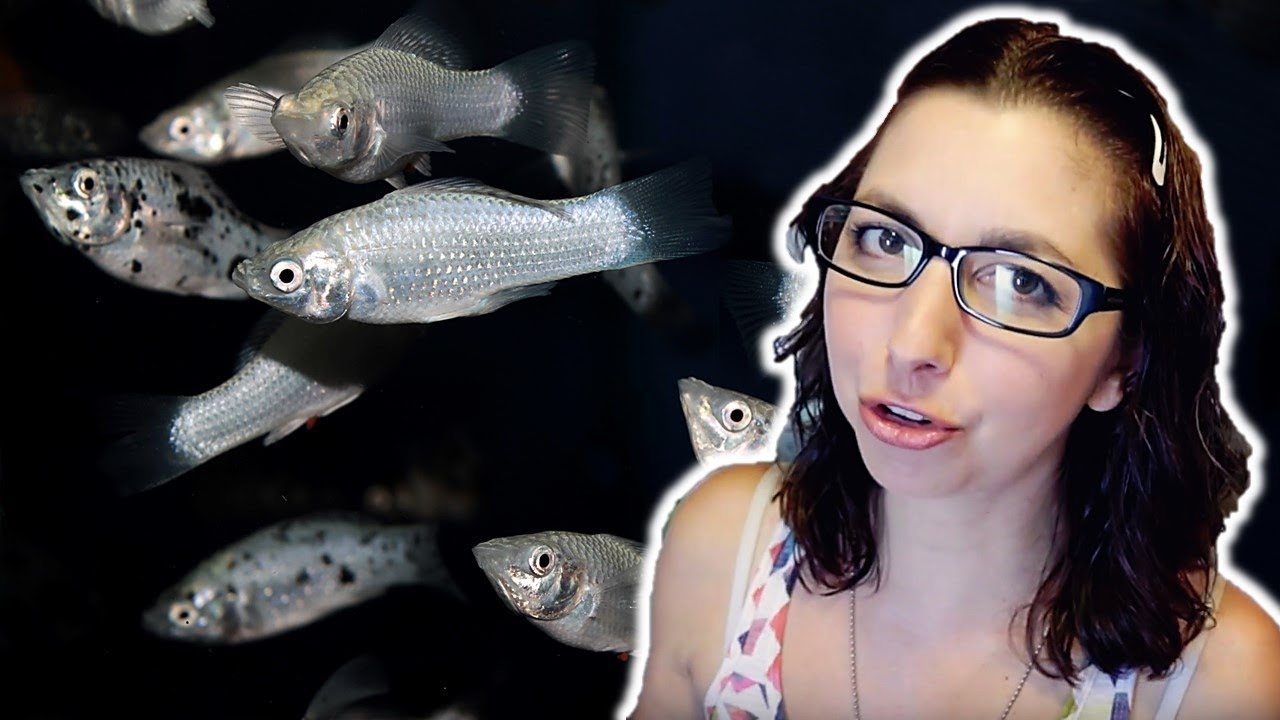 Molly Fish Beginner Care Guide