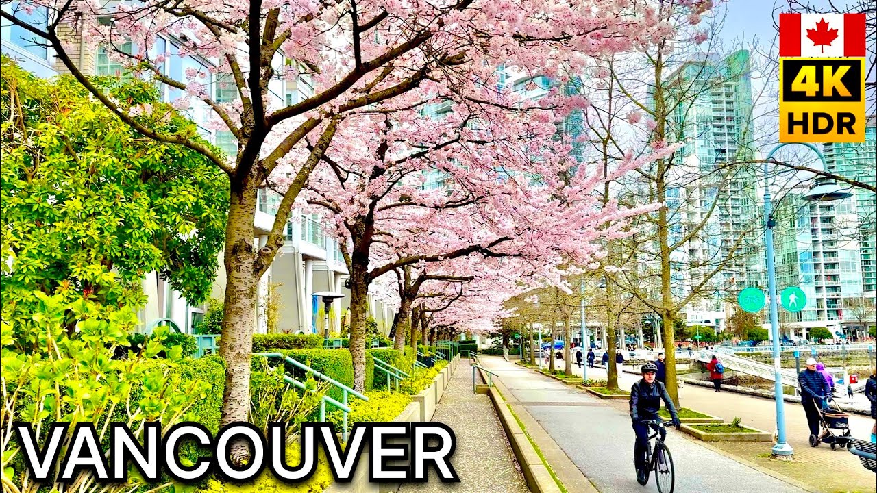 🌸🇨🇦 Центр Ванкувера, Британская Колумбия, Канада. Цветение сакуры 2026 года. Спокойная прогулка. ...