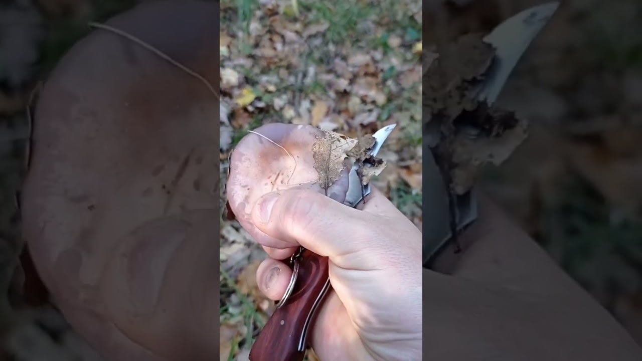 Lepista nuda 🍄🍄 Pie azul, Pez&oacute;n azul, Ziza hankaurdin, Peu blau, Pe azuado, Seta de peu blau.