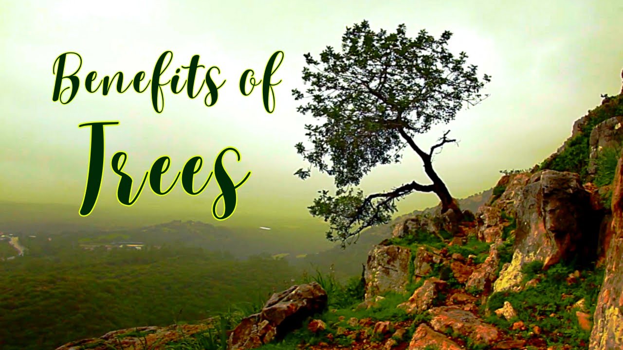 The Importance of Trees for Our Environment and Health