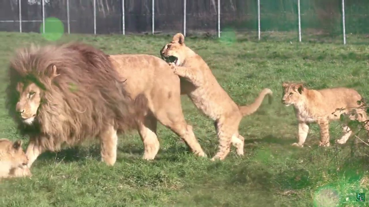 LION CUBS PLAYING WITH DAD...FUNNY MOMENTS