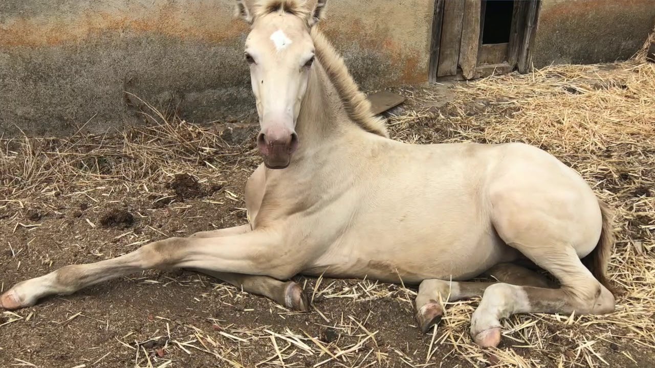 Cespedosa de Tormes