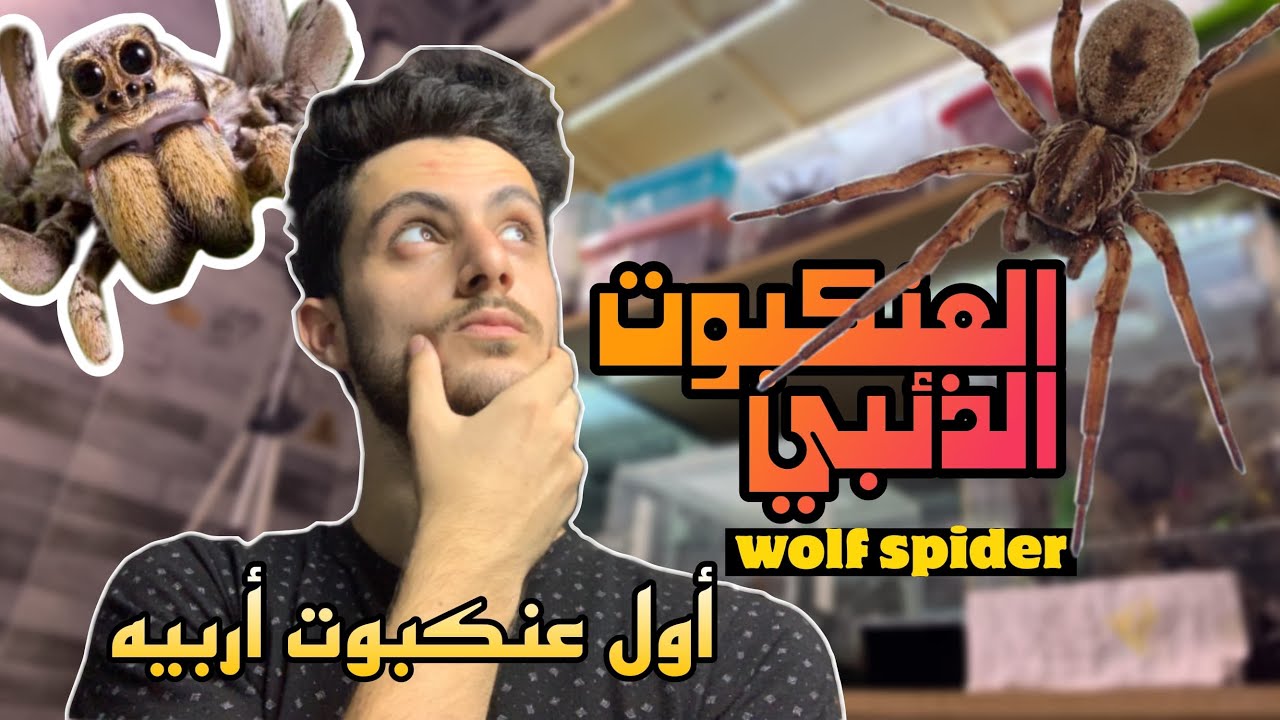 العنكبوت الذئبي (wolf spider) عنكبوت مصري للمبتدئين وأول تجربة ليا في تربية العناكب | ازاي تربيه