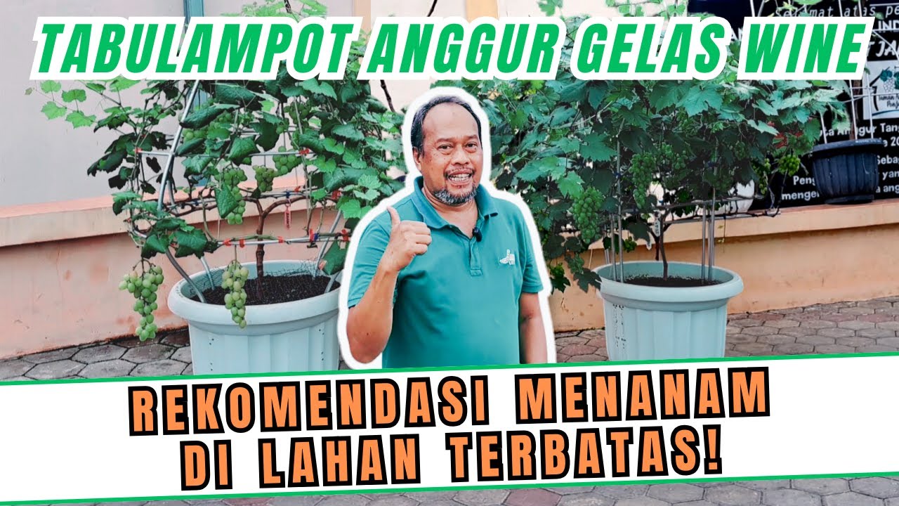 UNIK BANGET‼️ TABULAMPOT MODEL GELAS WINE REKOMENDASI UNTUK MENANAM POHON ANGGUR DI LAHAN TERBATAS