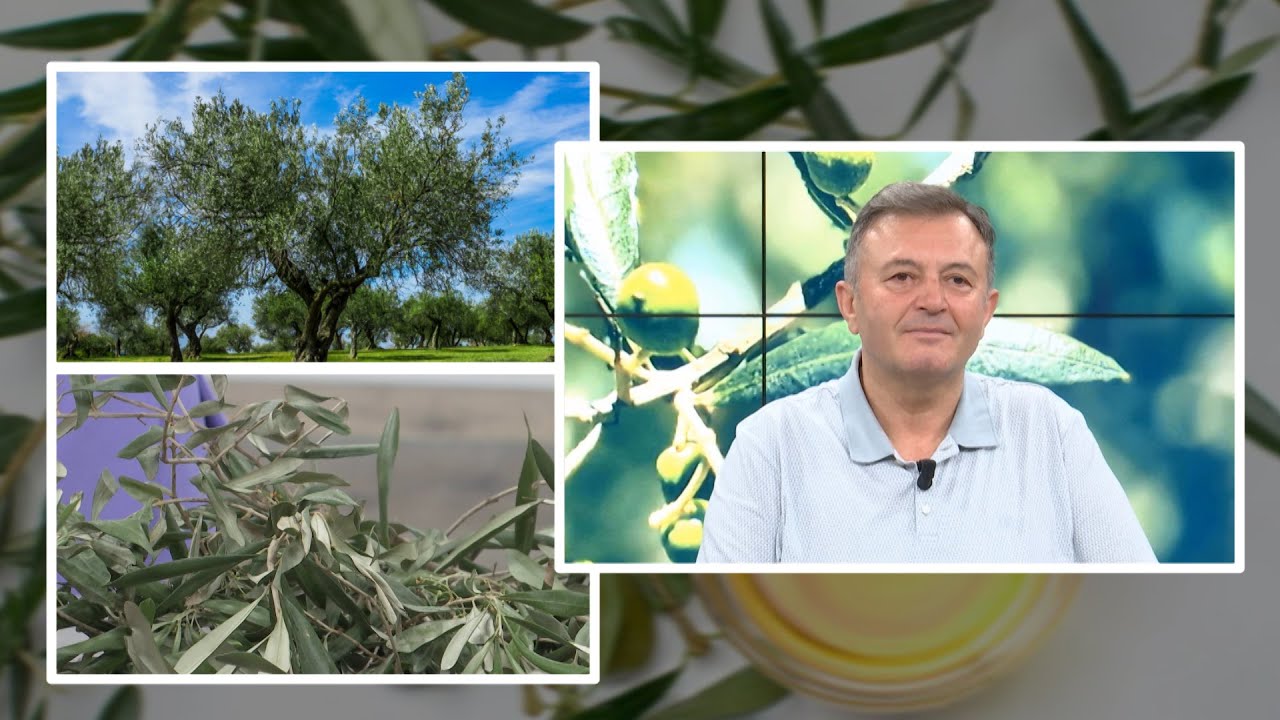Gjethet e ullirit mrekulli për shëndetin, nga diabeti tek kolesteroli, tensioni i lartë dhe...