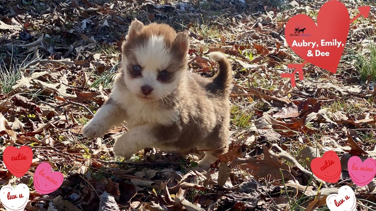 6 week old Huskies Playing | Husky Palace