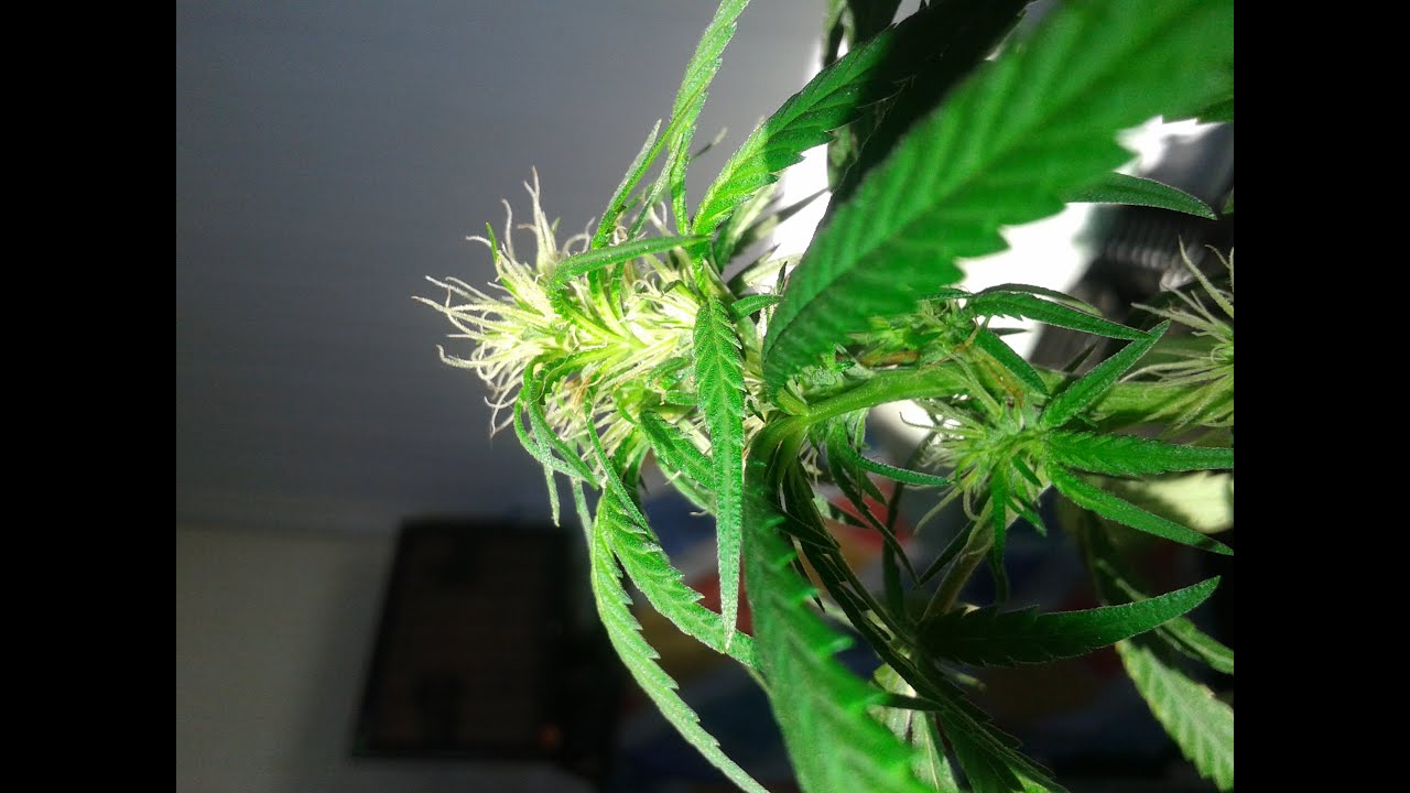 Cannabis com 10 dias de flora&ccedil;&atilde;o 140w Lampada FLOURESCENTE!