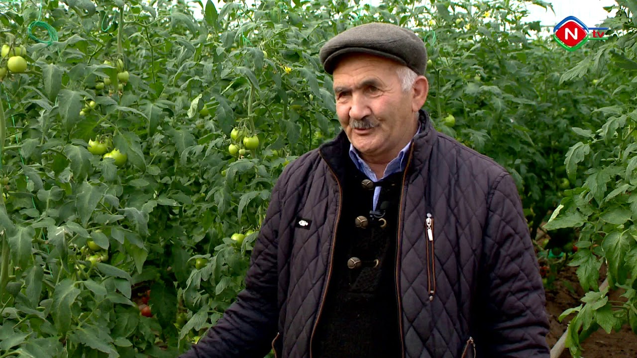 Naxçıvan bağları - İstixana