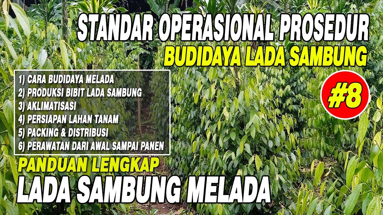 Panduan Budidaya Lada Sambung Melada | Budidaya Melada - Sambung Lada - Bibit Lada Sambung