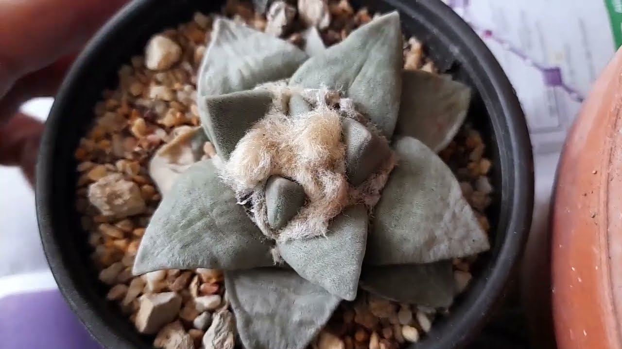 SUSTRATO Y TRASPLANTE DE ARIOCARPUS | Las estrellas del desierto