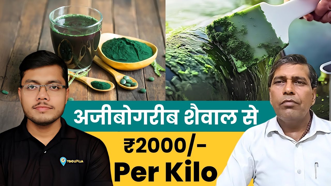 हरे सोने की खेती 2000 Rs/Kg | Spirulina Farming In India | Green Gold | Spirulina Farming