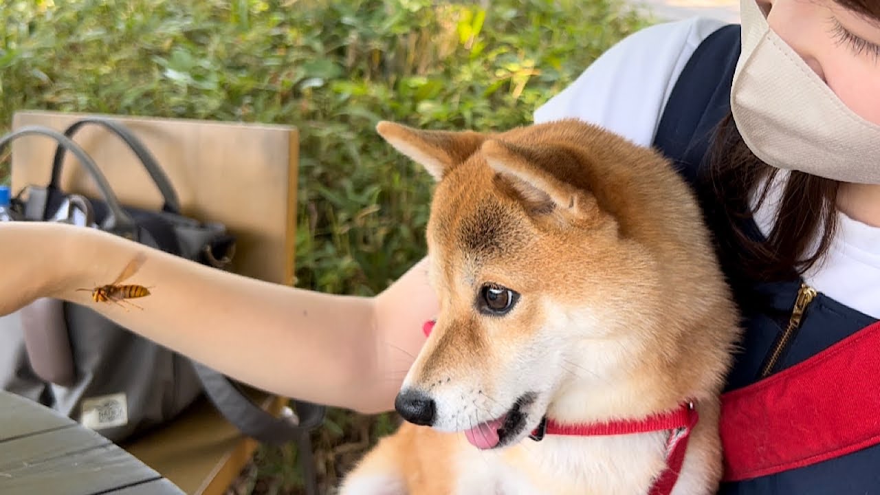 旅行先で大嫌いなスズメバチに襲われて震えが止まらなくなった柴犬