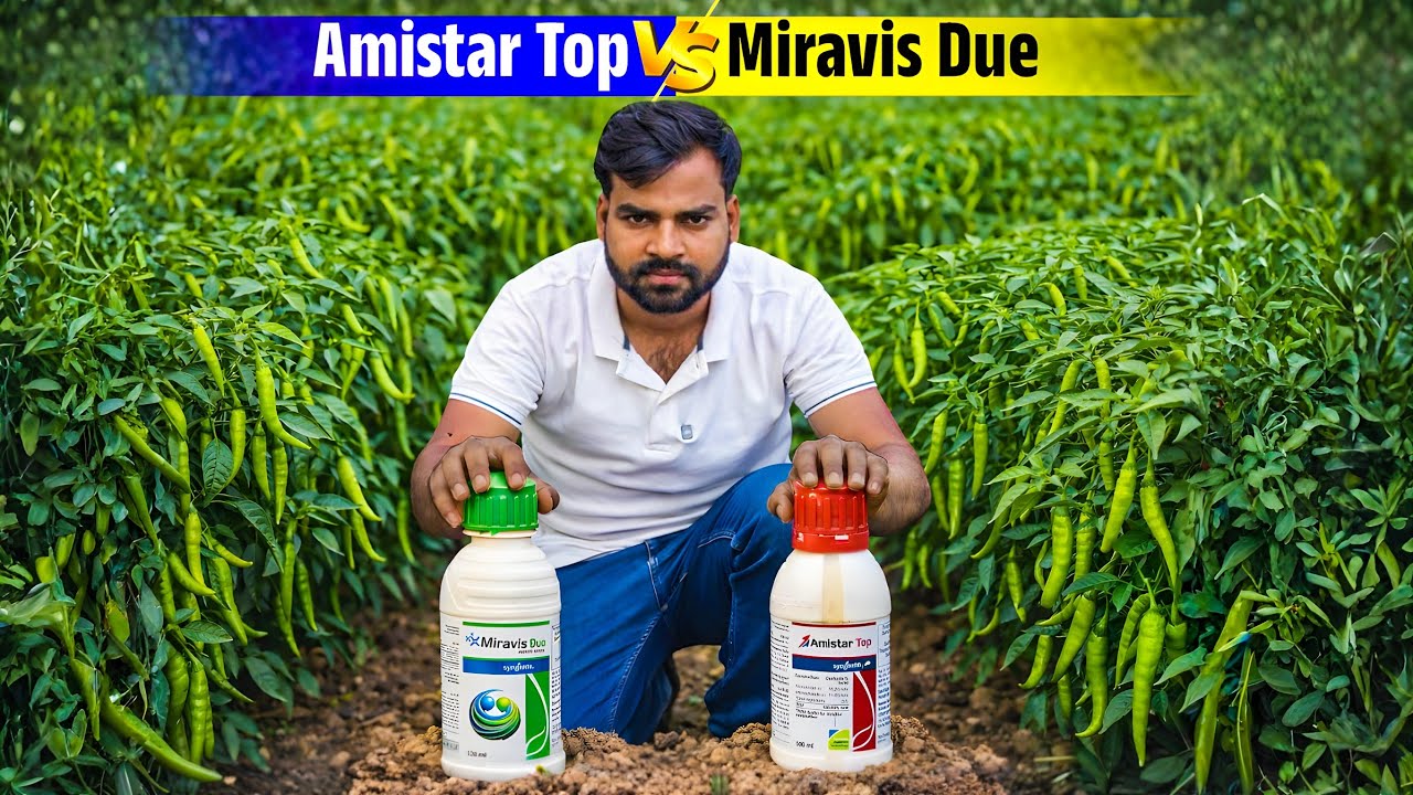 Amistar Top VS Miravis Due Kaun Hai Asli Champion? 🏆