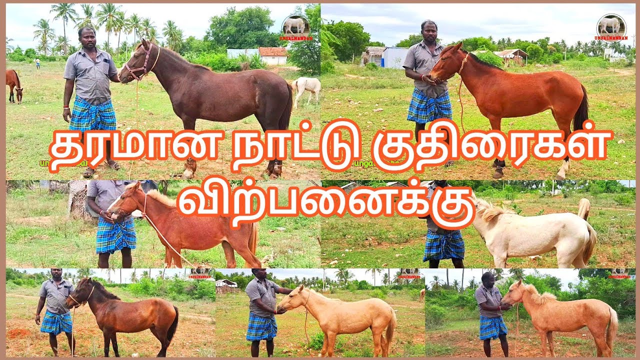 6000முதல்-தரமான நாட்டு குதிரைகள் விற்பனைக்கு#countryhorse sale #horse #horses #குதிரை செல்வராஜ்