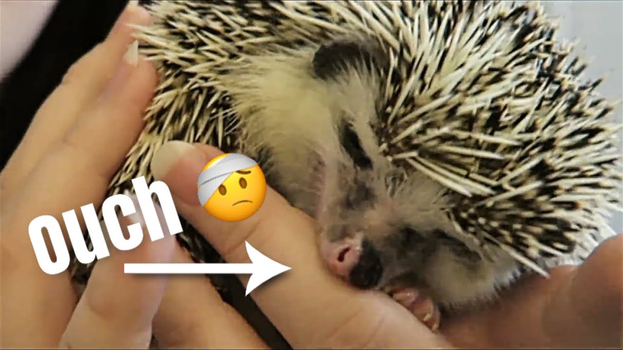 What To Do If Your Hedgehog Bites