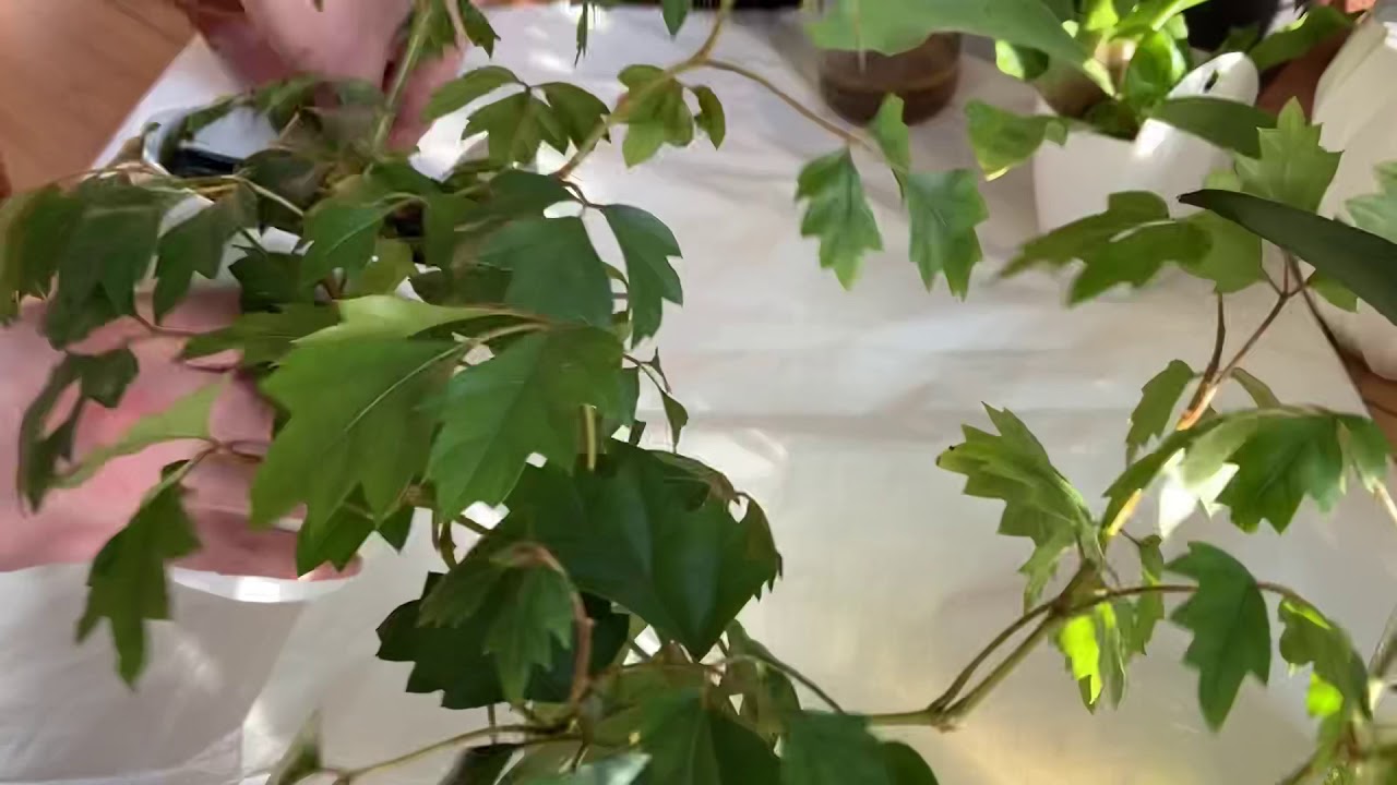 Repotting my Cissus rhombifolia (Grape ivy)