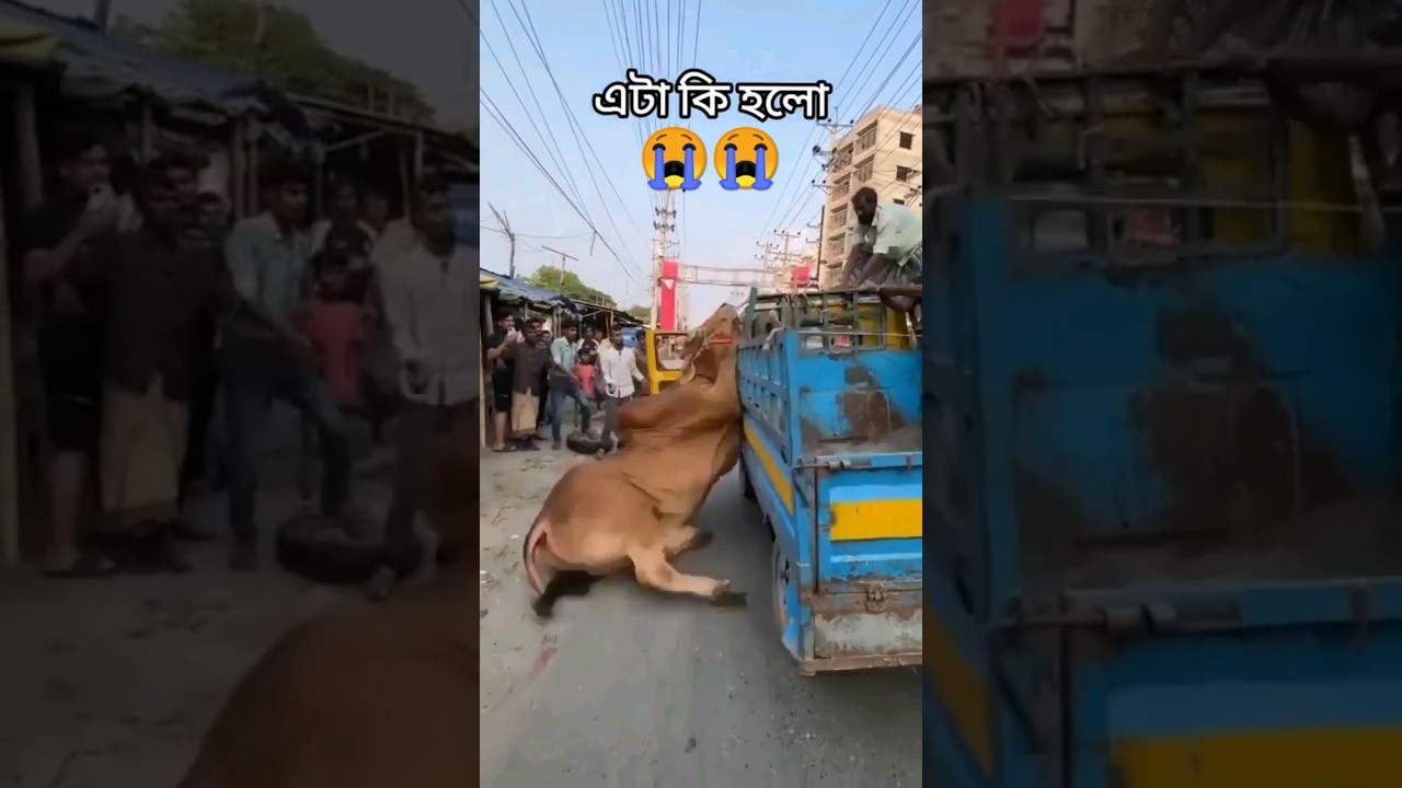 New Qurbani treading song #qurbani #song #qurbanistatus #shorts