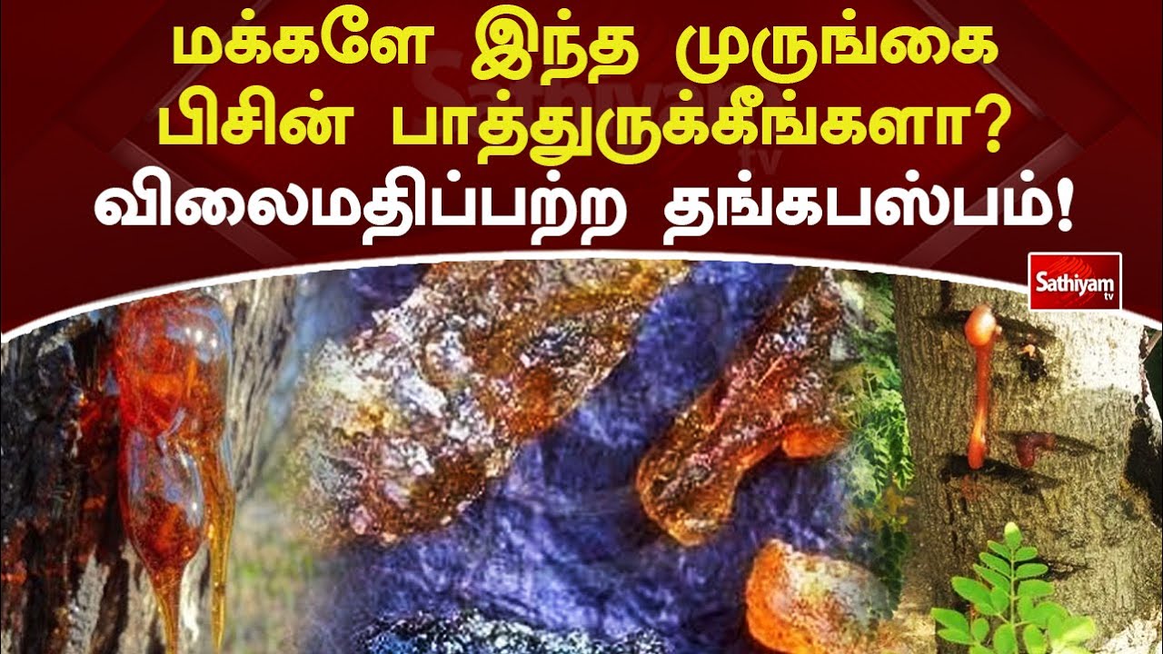 விலைமதிப்பற்ற  முருங்கைபிசின் நன்மைகள் ... | Web Special | SathiyamTv #greenleaves #lettuce  #gum