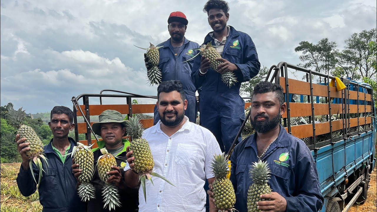 🇱🇰 අපේ රටේ අන්නාසි ව්‍යාපාරයේ අරුණෝදය පිළිබදව දෙවන සම්පුර්ණ විඩීයෝව 😱