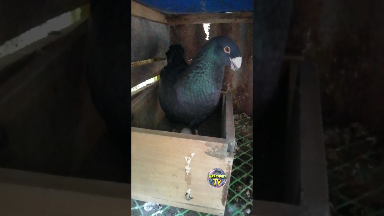 German Beauty Homer Pigeons
