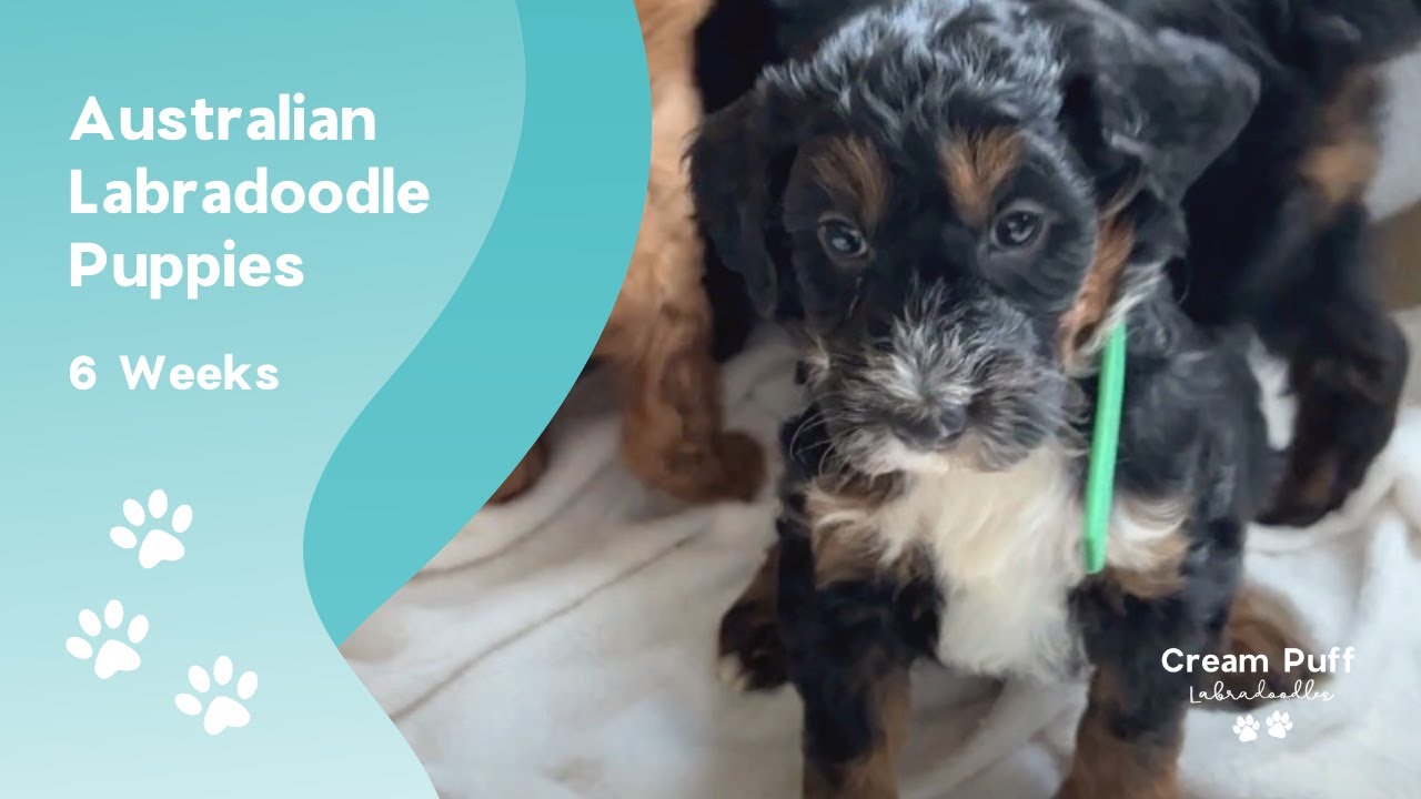 Medium Australian Labradoodle Puppies: CPL Fiery Phantom (Gracie) x CPL Trifecta (Phantom)