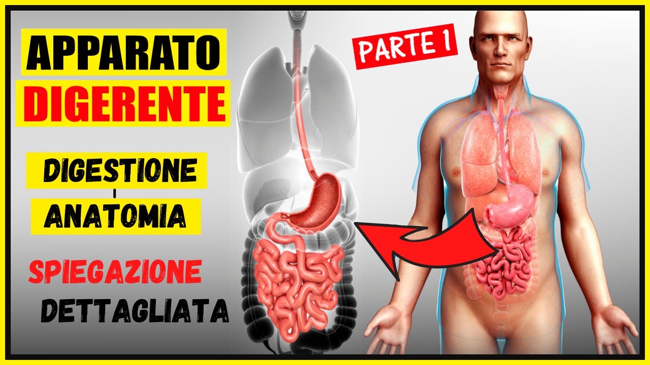 Apparato digerente: Digestione e Anatomia - Riassunto e spiegazione dettagliata -Corpo Umano PARTE 1