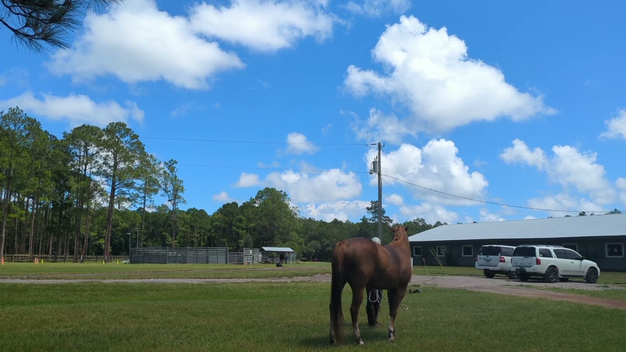 8yoQH gelding 
