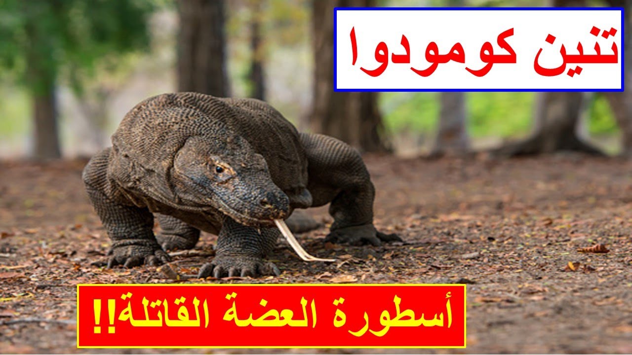 تنين كومودو أكبر سحلية قاتلة - Komodo dragon
