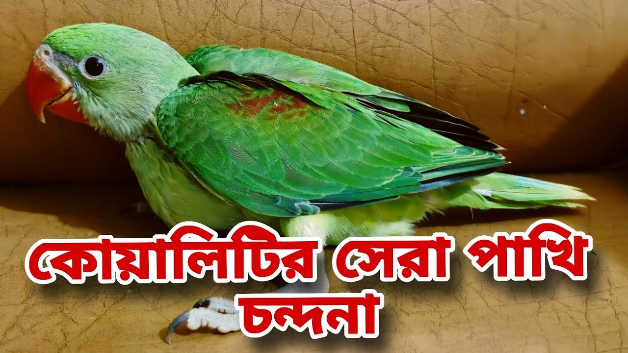 মাশাল্লাহ 2026 সালের সেরা চন্দনা পাখির বাচ্চা,Pakistani Alexander Parrot 2026