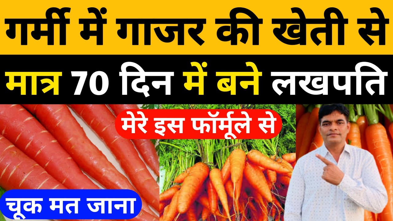 गर्मी में गाजर की खेती से मात्र 70 दिन में बने लखपति। गाजर की खेती। Carrot Farming।Gajar ki kheti