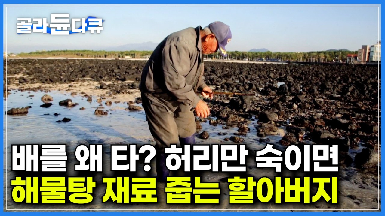 배도, 그물도 필요 없다. 막대기 하나 들고 게임 아이템 줍듯이 해물탕 재료 주워오는 할아버지｜제주 바닷담, 원담｜제주 바다에서 만날 수 있다는 돌고래 떼｜한국기행｜#골라듄다큐