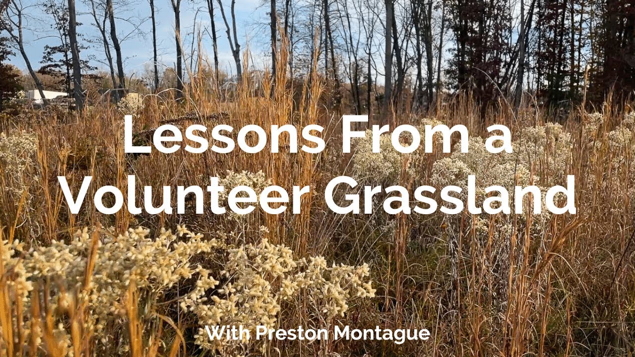 Lessons From a Volunteer Grassland