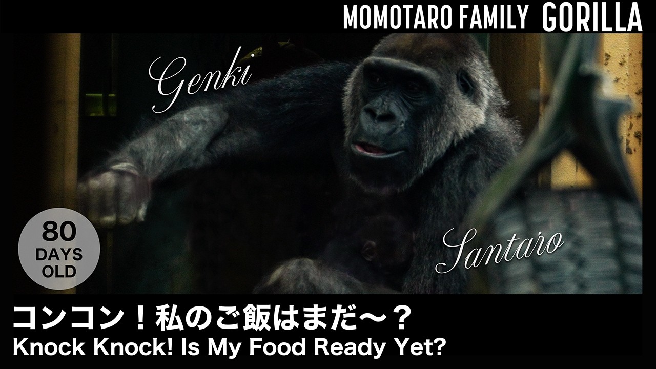 Тук-тук! Моя еда уже готова? – Весёлая семья горилл в Zoo Kyoto, Т. 76