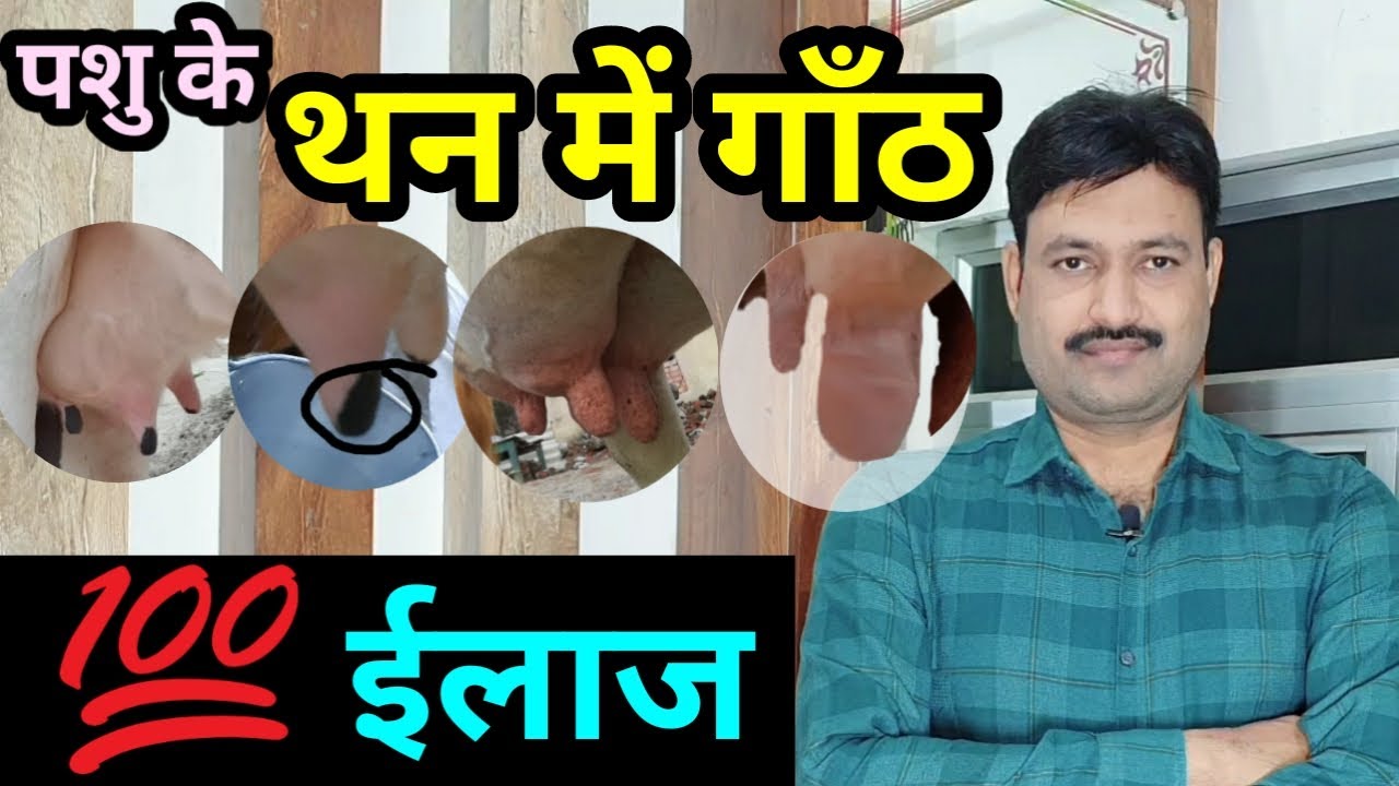 गाय के थन में गांठ का इलाज cow ke than me ganth ka ilaj/ pashu ke thano me sujan ka ilaj