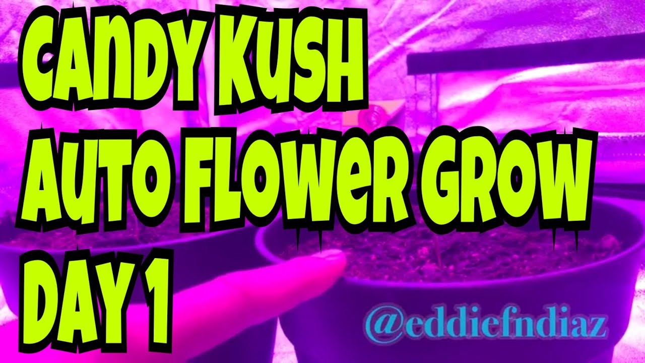 Candy Kush Auto Day 1