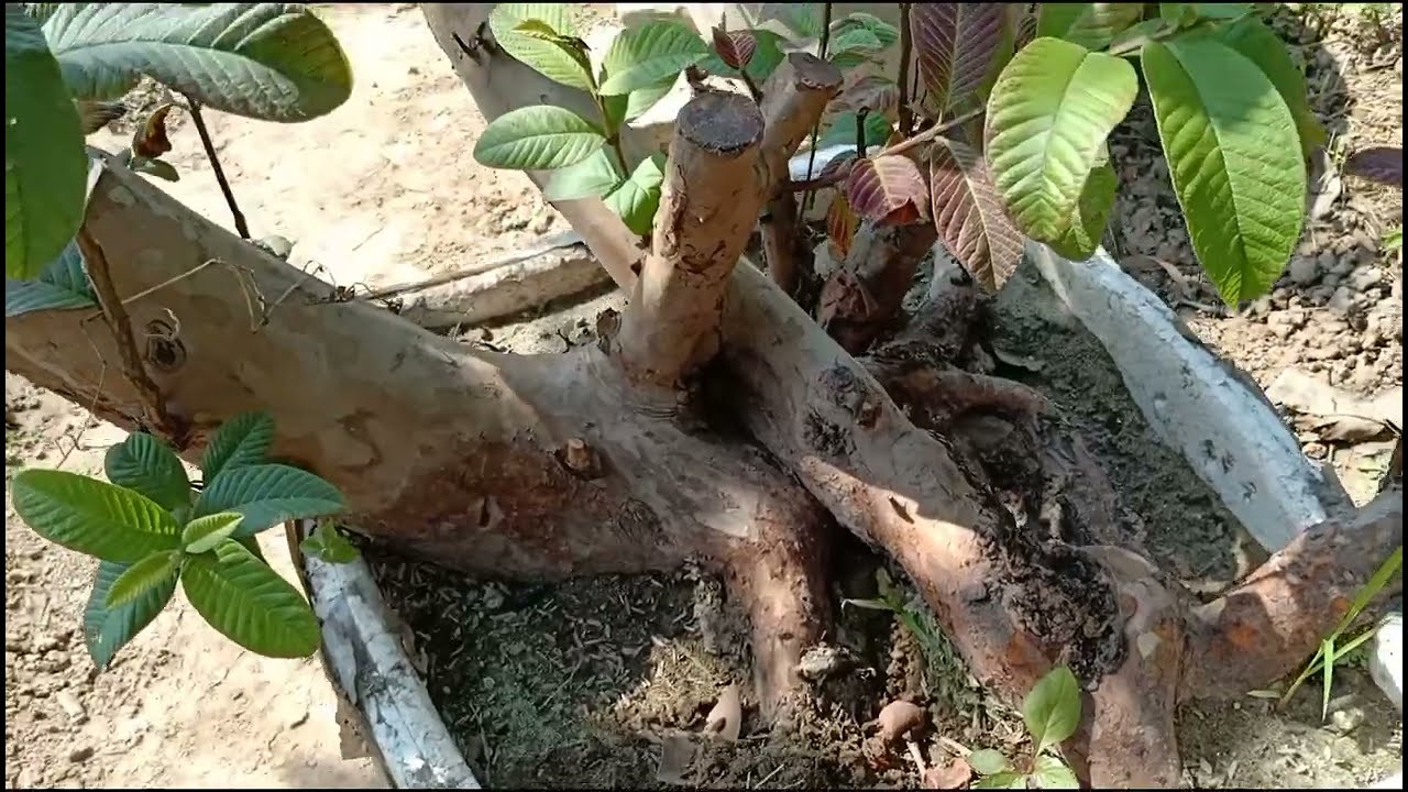 Chia sẻ kỹ thuật dâm ủ phôi 